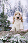 English Cocker Spaniel Puppy