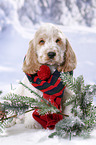 English Cocker Spaniel Puppy