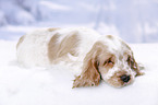 English Cocker Spaniel Puppy