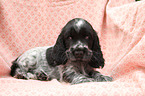 English Cocker Spaniel Puppy