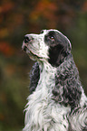 English Cocker Spaniel Portrait