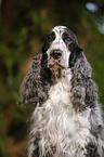 English Cocker Spaniel Portrait