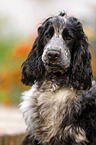 young English Cocker Spaniel