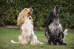 2 English Cocker Spaniel