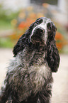 young English Cocker Spaniel