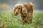 running English Cocker Spaniel