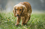 running English Cocker Spaniel