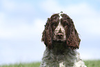 young English Cocker Spaniel