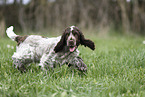 young English Cocker Spaniel