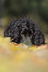 lying English Cocker Spaniel