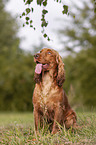 sitting English Cocker Spaniel