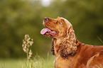 English Cocker Spaniel Portrait