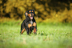 running English Cocker Spaniel