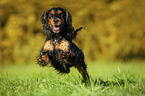 running English Cocker Spaniel