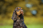 English Cocker Spaniel Portrait