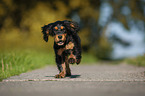 running English Cocker Spaniel