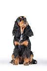 sitting English Cocker Spaniel