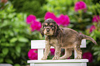 English Cocker Spaniel puppy