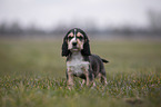 English Cocker Spaniel puppy stands on meadow