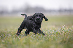 running English Cocker Spaniel puppy