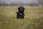 running English Cocker Spaniel puppy