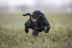running English Cocker Spaniel puppy