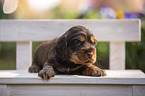 English Cocker Spaniel puppy on wooden bench