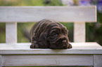 English Cocker Spaniel puppy on wooden bench