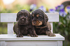 English Cocker Spaniel puppies on wooden bench