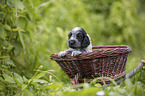 English Cocker Spaniel puppy in a basket