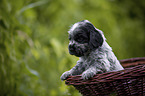 English Cocker Spaniel puppy in a basket