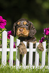 English Cocker Spaniel Puppy at fence