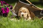 English Cocker Spaniel puppy in a bag