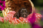 English Cocker Spaniel Puppy in a basket