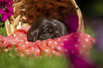 English Cocker Spaniel Puppy in a basket
