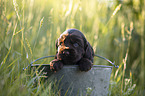 English Cocker Spaniel puppy in bucket
