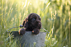 English Cocker Spaniel puppy in bucket