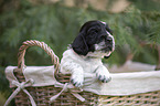 English Cocker Spaniel puppy in a basket