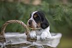 English Cocker Spaniel puppy in a basket