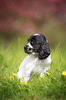 sitting English Cocker Spaniel puppy