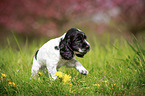 walking English Cocker Spaniel puppy