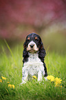 sitting English Cocker Spaniel puppy