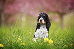 sitting English Cocker Spaniel puppy