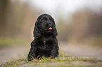 black English Cocker Spaniel puppy