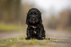 black English Cocker Spaniel puppy