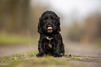 black English Cocker Spaniel puppy