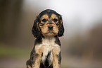 English Cocker Spaniel puppy portrait