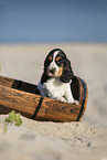 English Cocker Spaniel Puppy at the beach