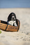 English Cocker Spaniel Puppy at the beach