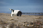 English Cocker Spaniel Puppy at the beach